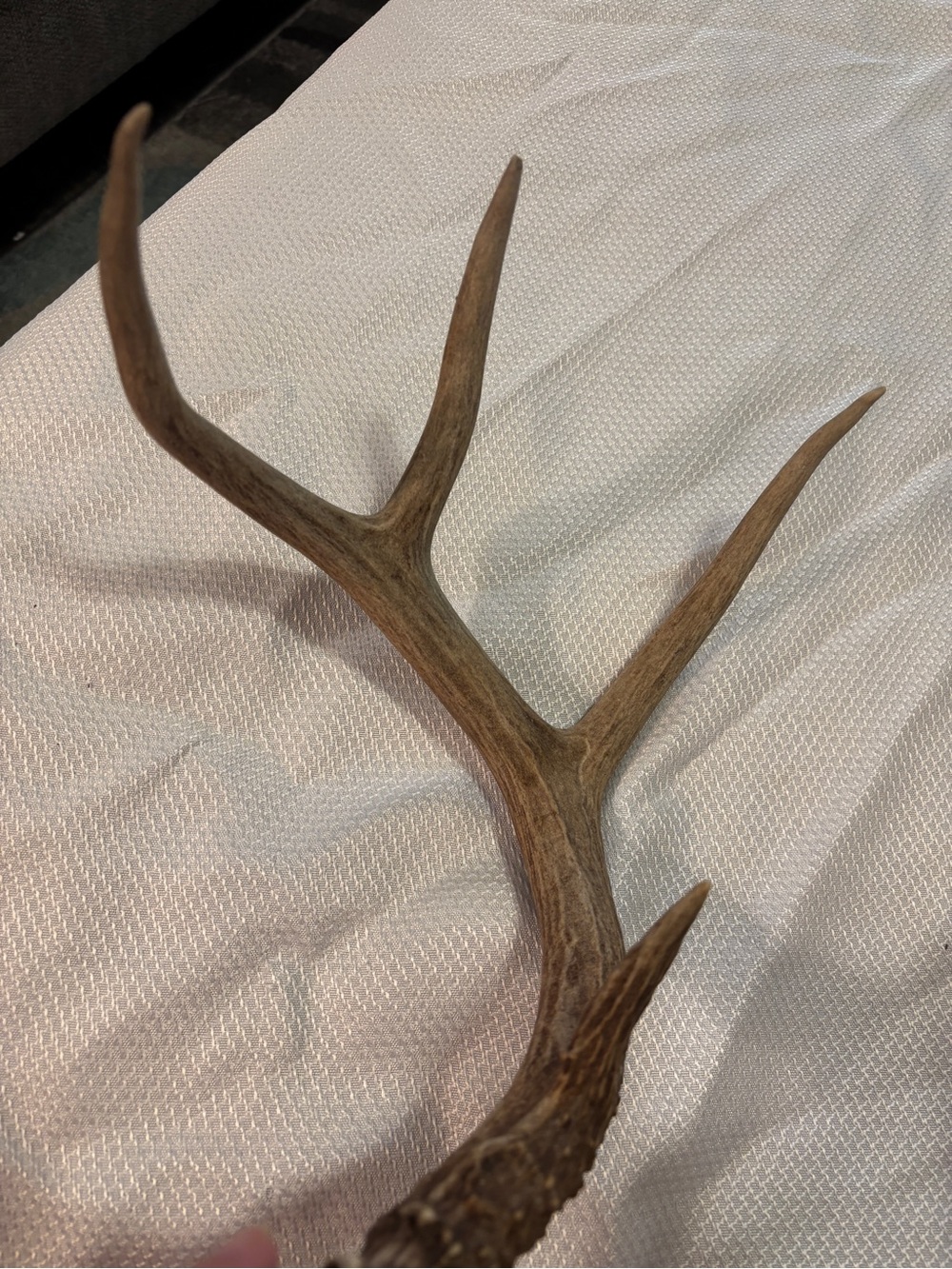 Texas White Tail Deer Antlers - Picture 8 of 10